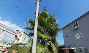 Kemer’de budama çalışmaları