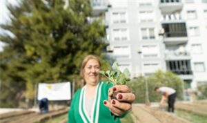 Mahalle Bostanlarında kışlık sebzeler toprakla buluşuyor
